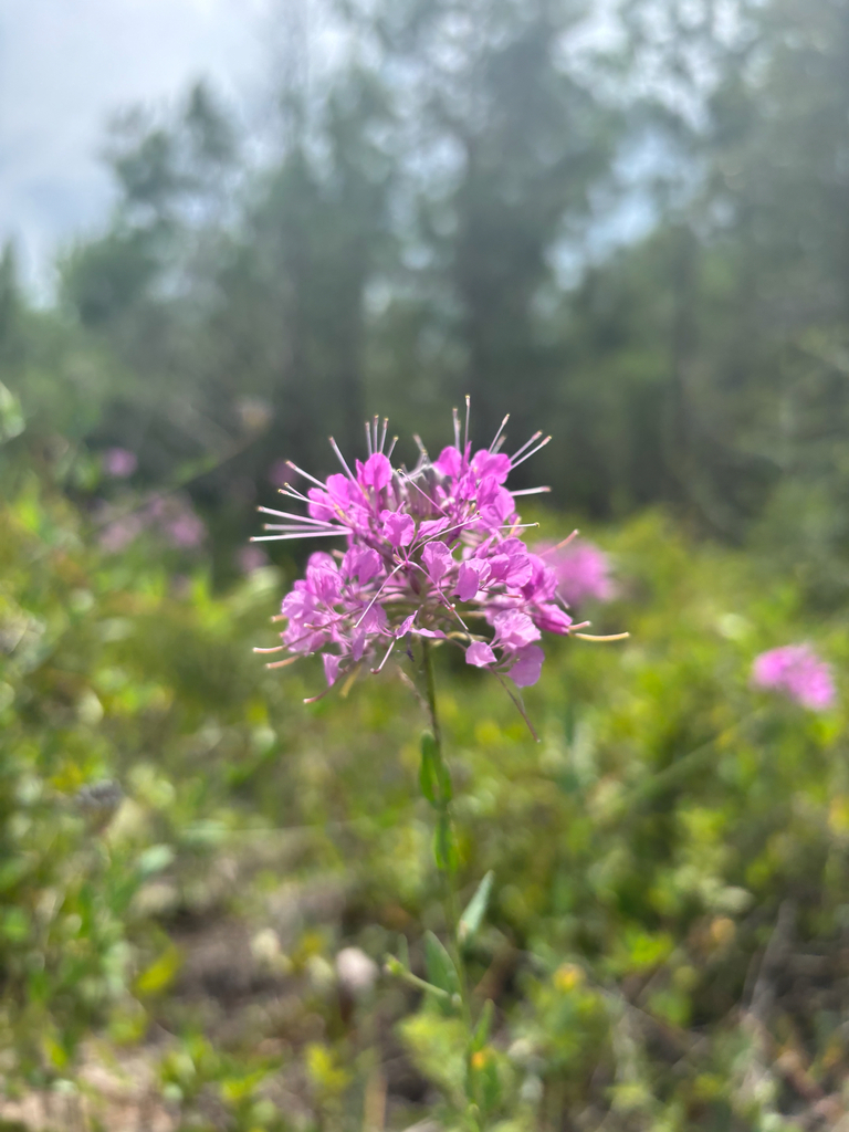 Warea sessilifolia