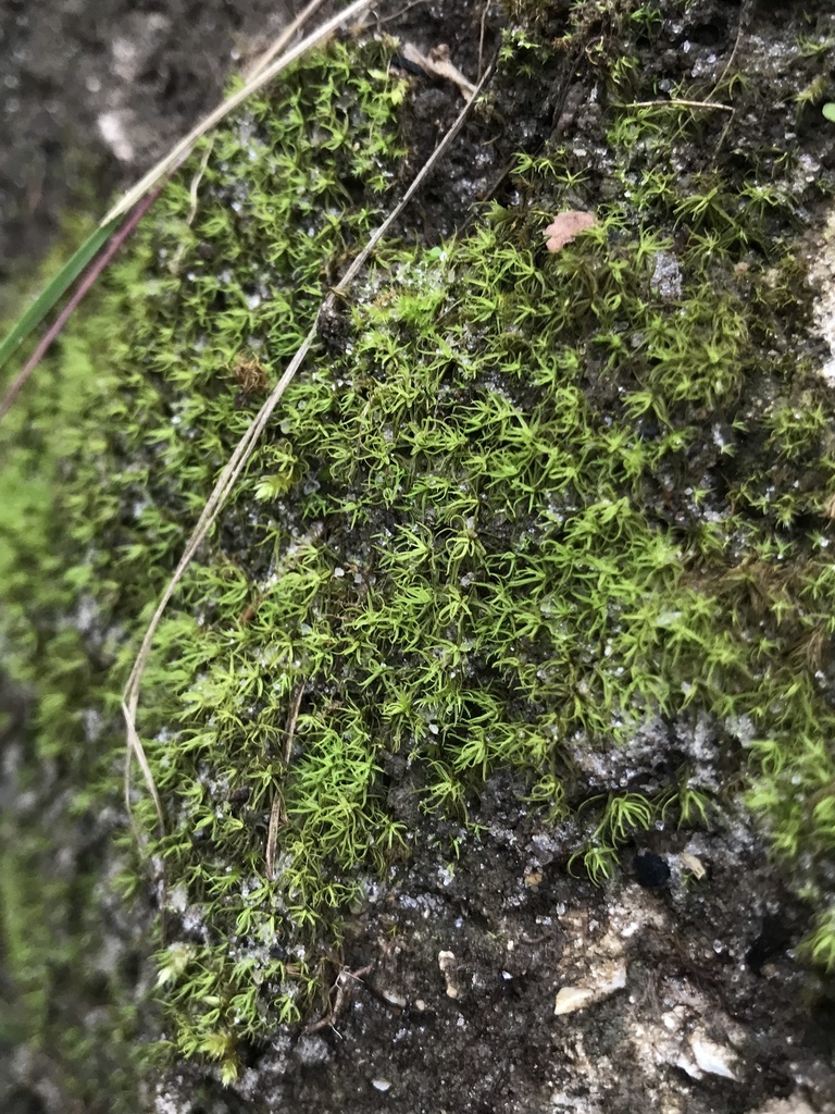 Weissia jamaicensis
