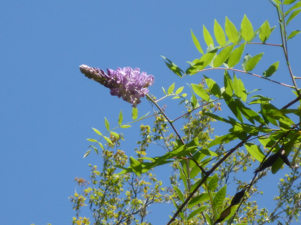 Wisteria frutescens