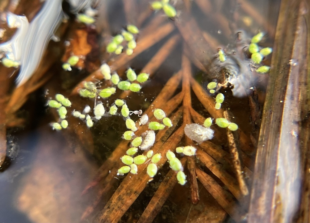 Wolffia brasiliensis
