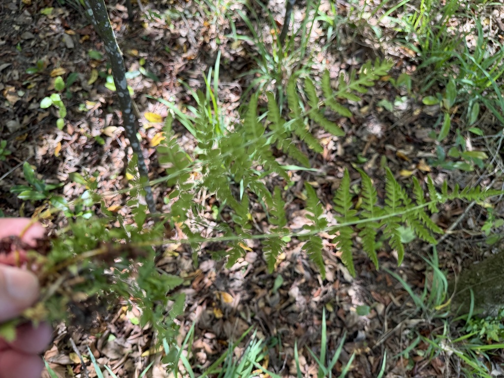 Woodsia obtusa