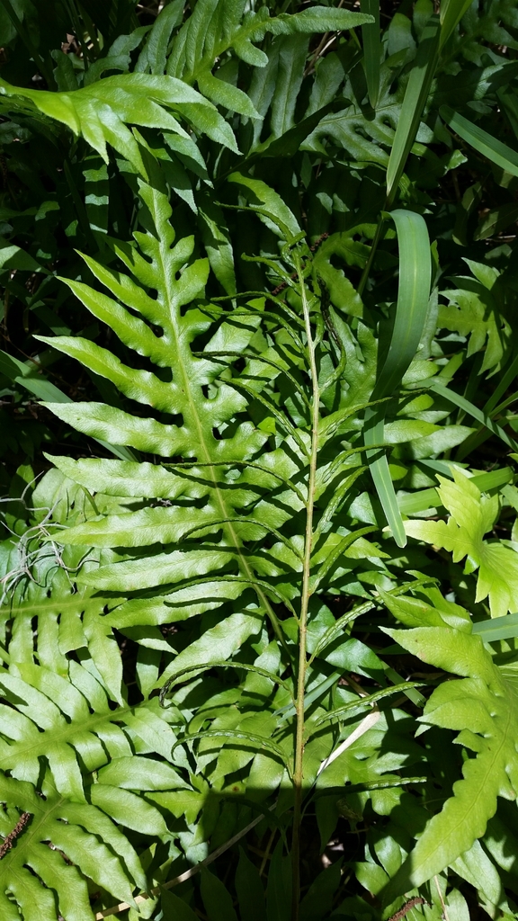 Woodwardia areolata