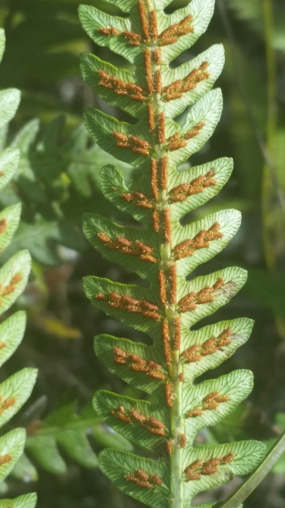 Woodwardia virginica