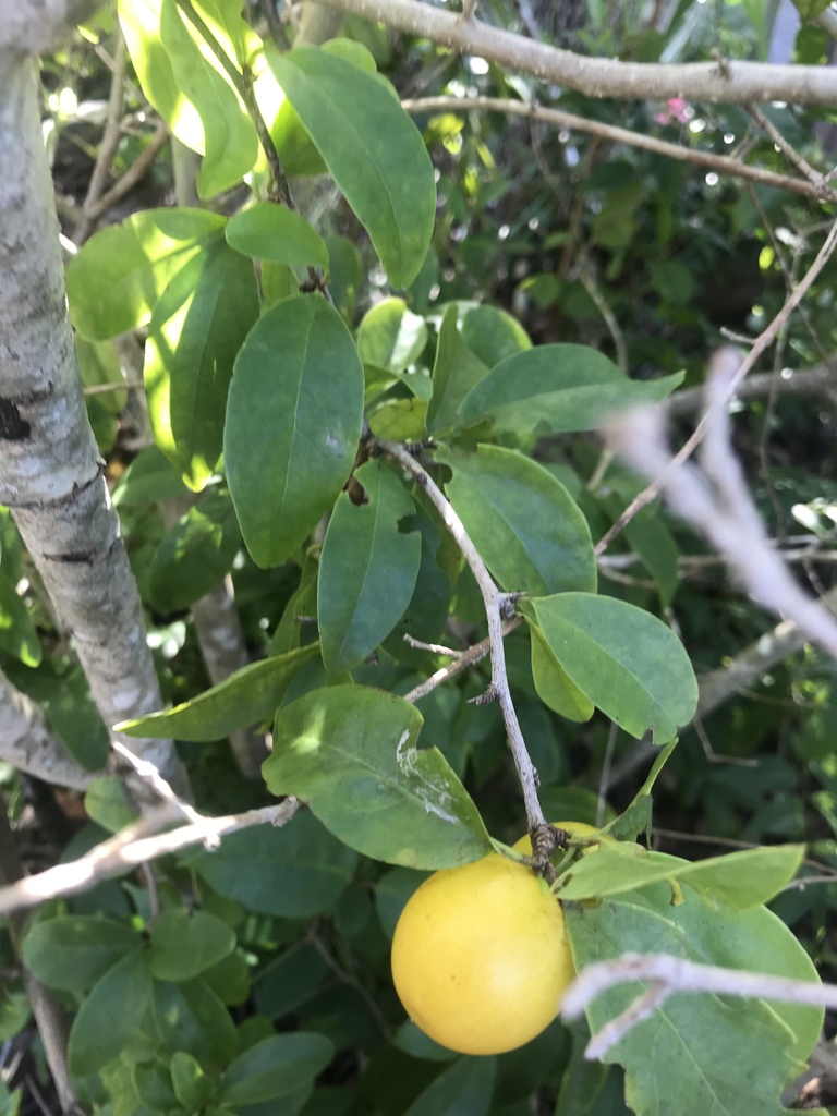 Ximenia americana
