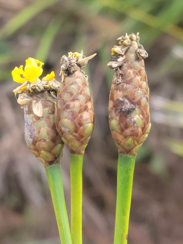 Xyris ambigua