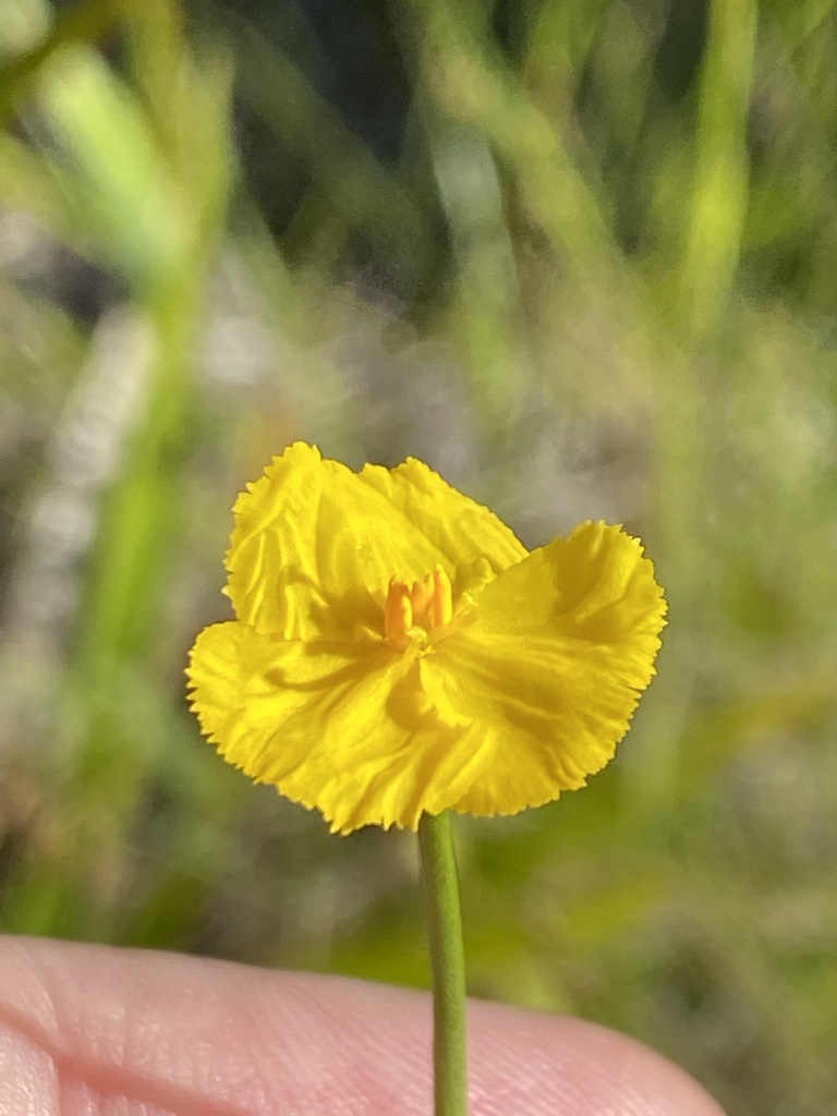Xyris baldwiniana