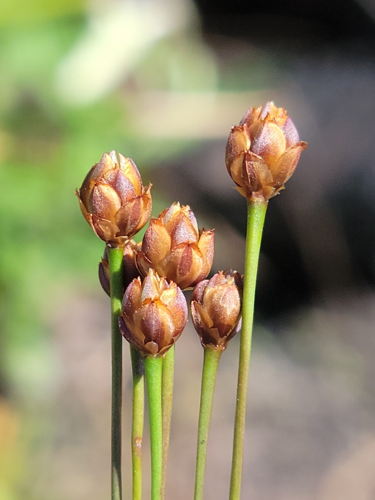 Xyris brevifolia