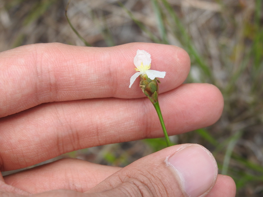 Xyris caroliniana