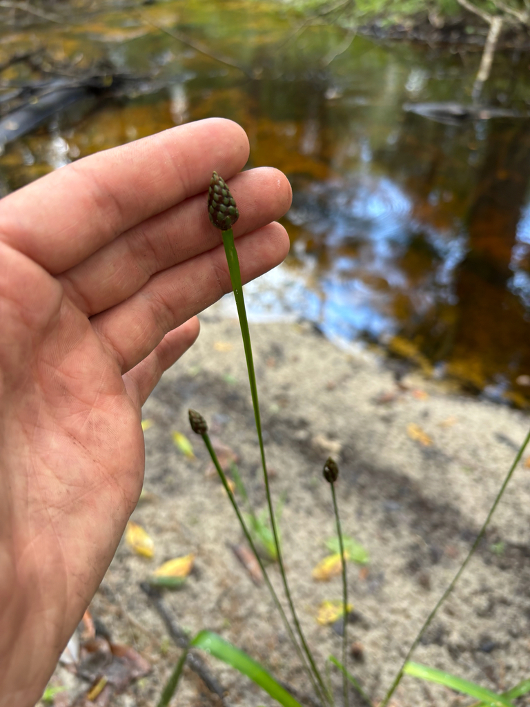 Xyris difformis