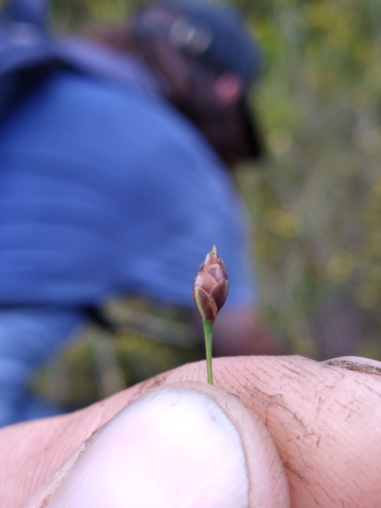 Xyris drummondii