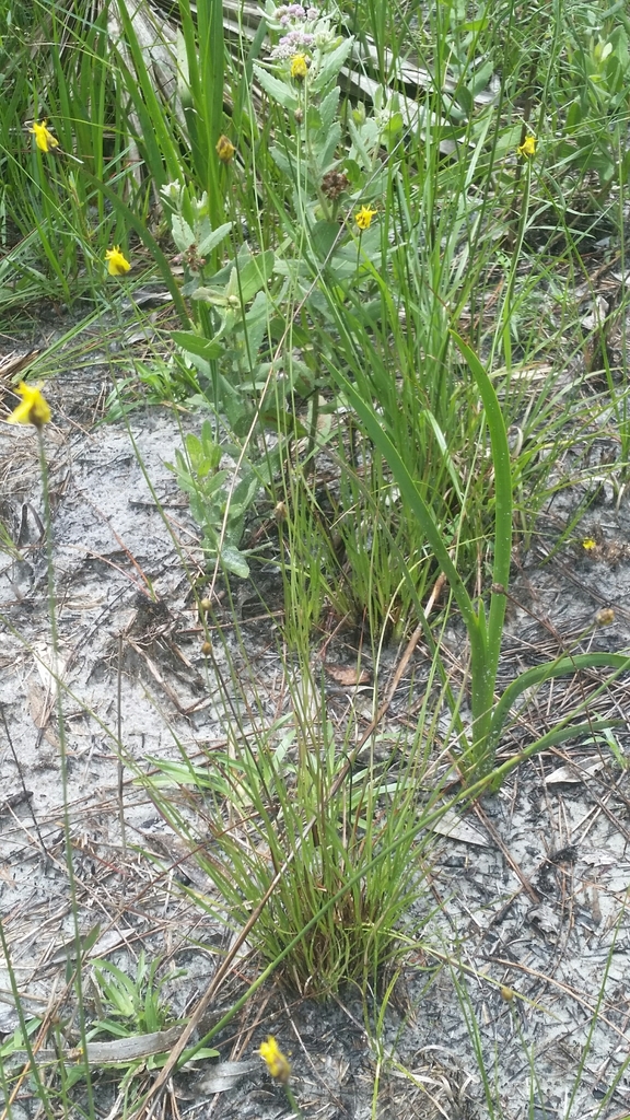 Xyris elliottii