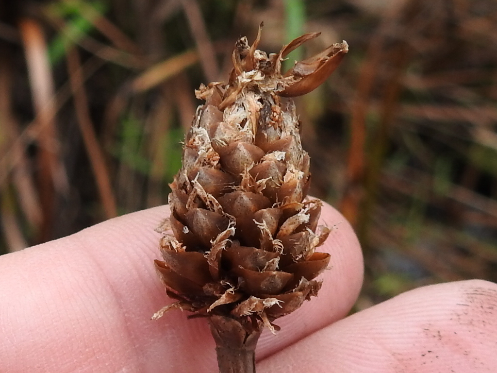 Xyris fimbriata