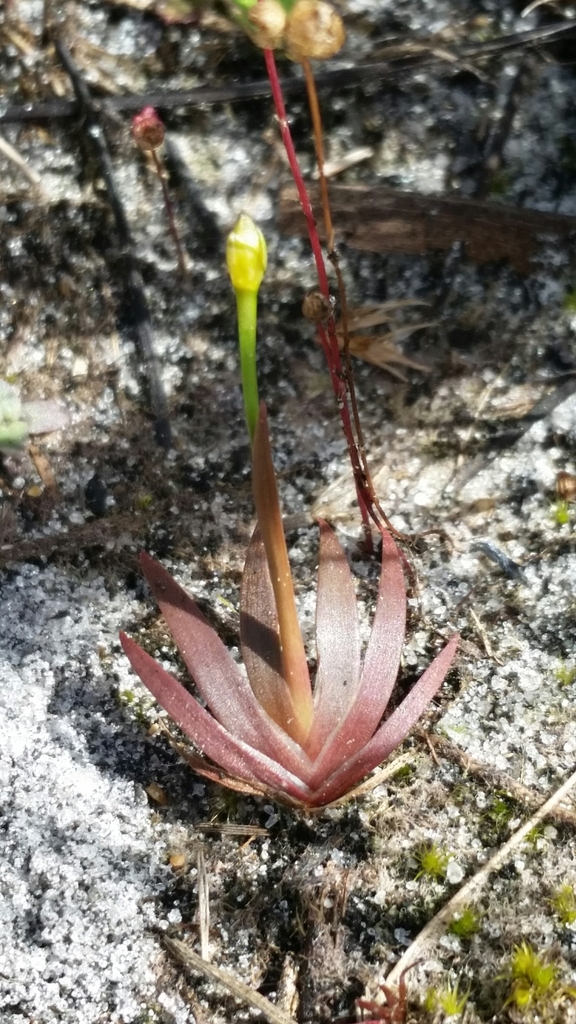Xyris flabelliformis
