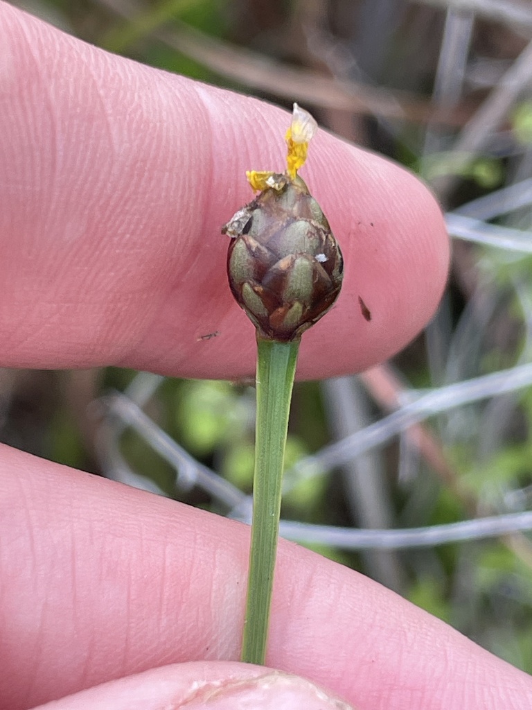 Xyris floridana