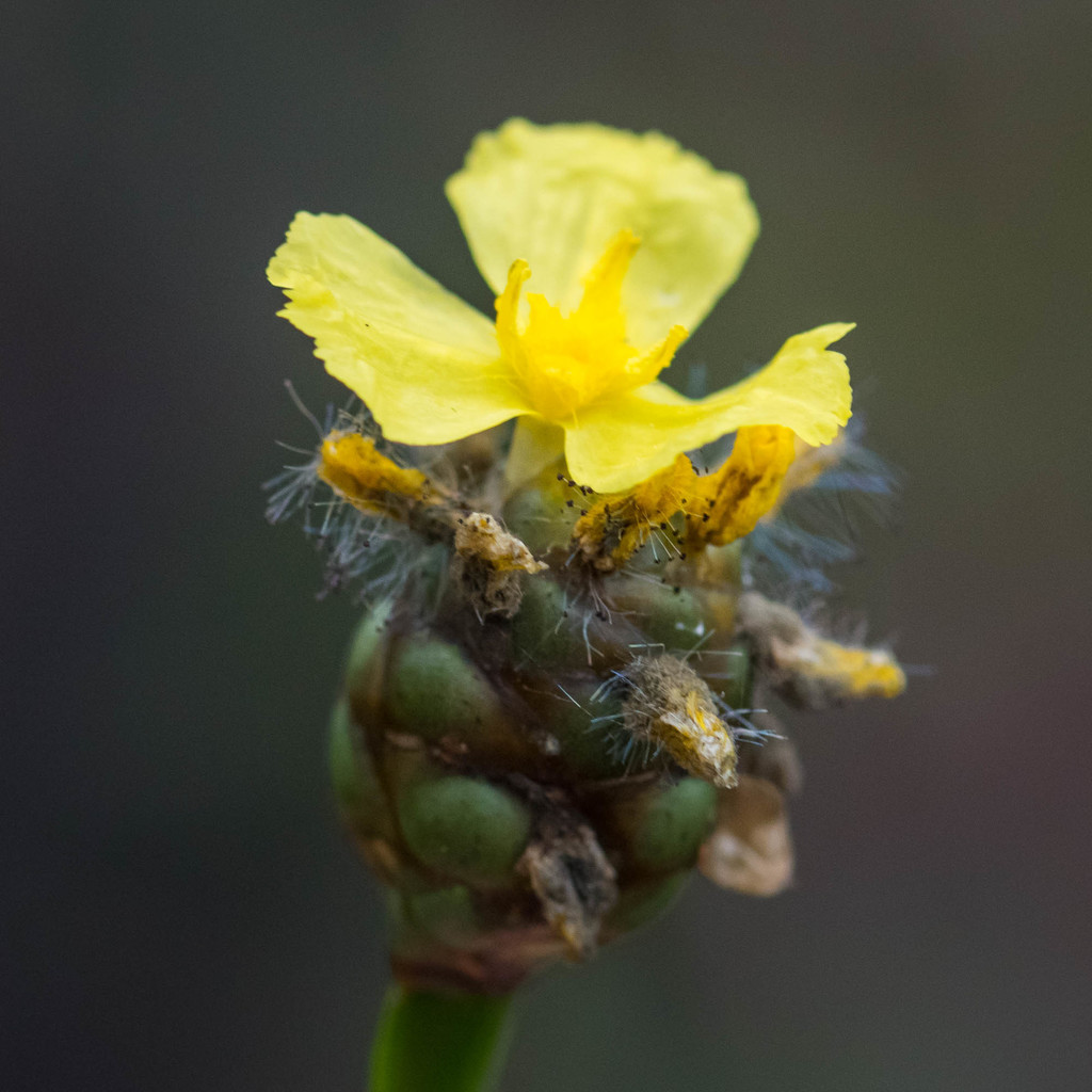 Xyris jupicai