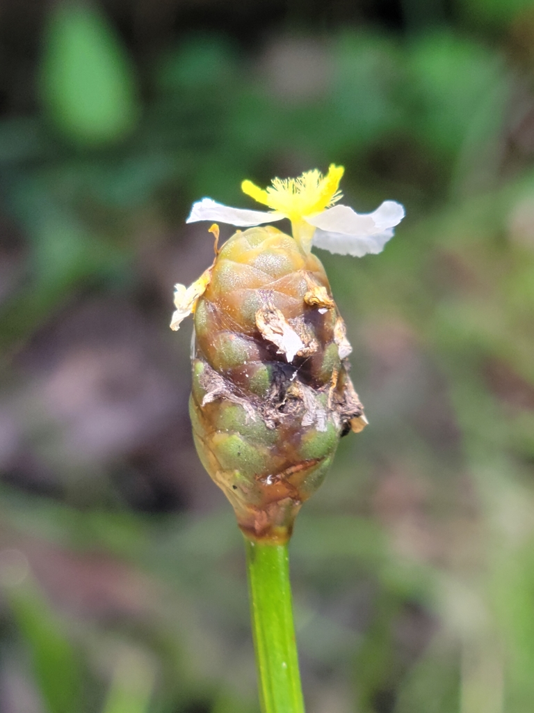 Xyris platylepis