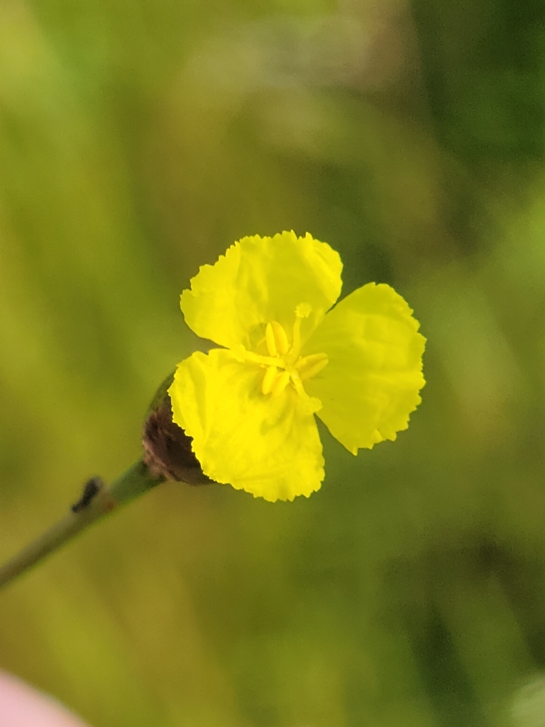 Xyris scabrifolia