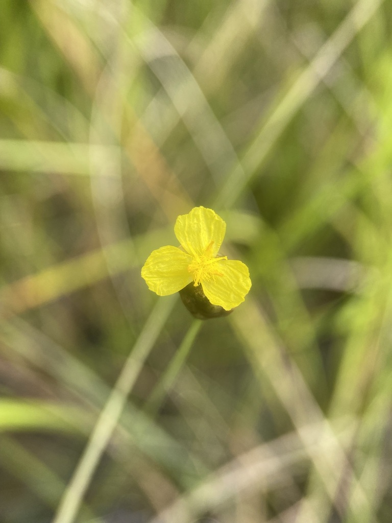 Xyris serotina