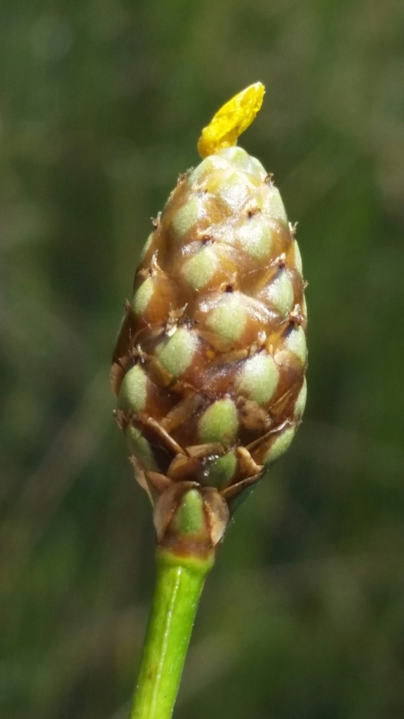 Xyris smalliana