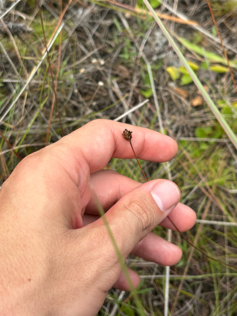 Xyris stenotera