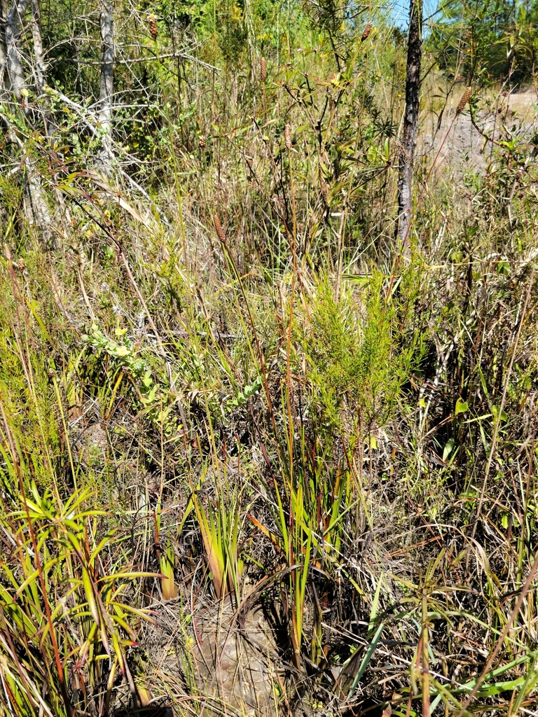 Xyris stricta