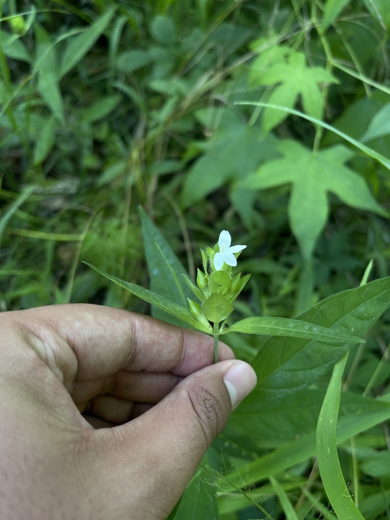Yeatesia viridiflora