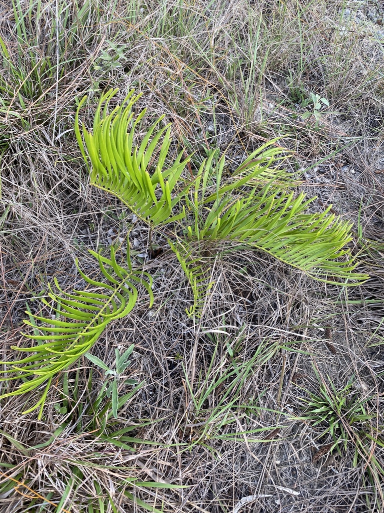 Zamia integrifolia