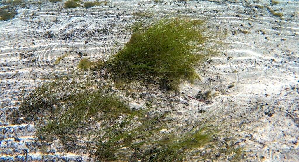 Zannichellia palustris