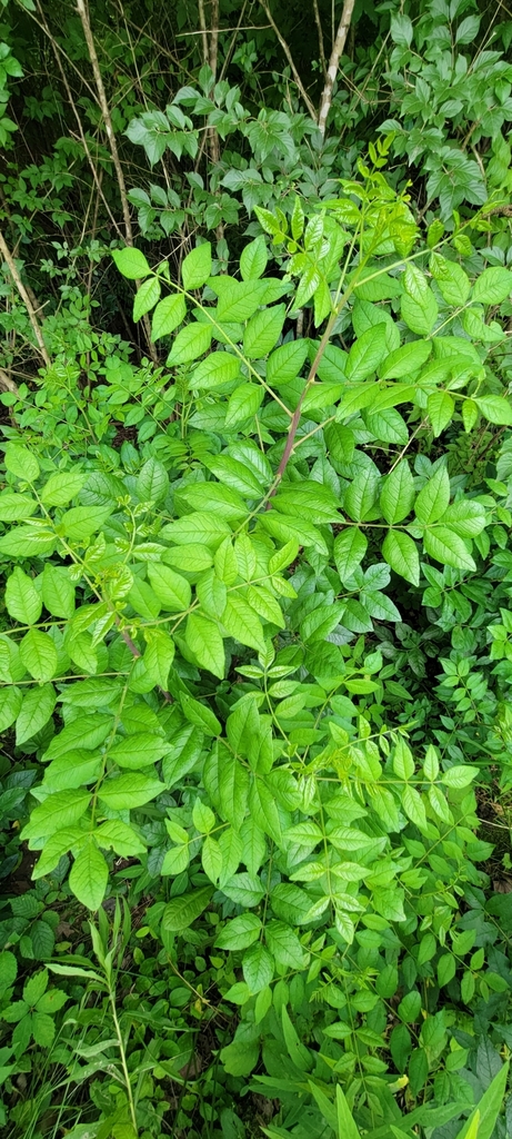 Zanthoxylum americanum