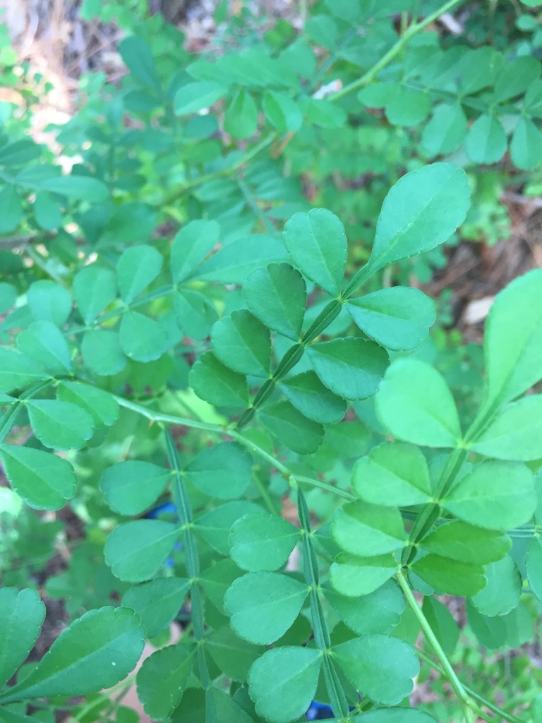 Zanthoxylum fagara