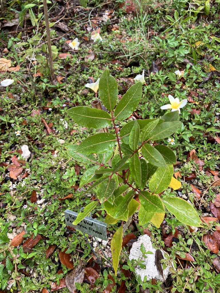 Zanthoxylum flavum