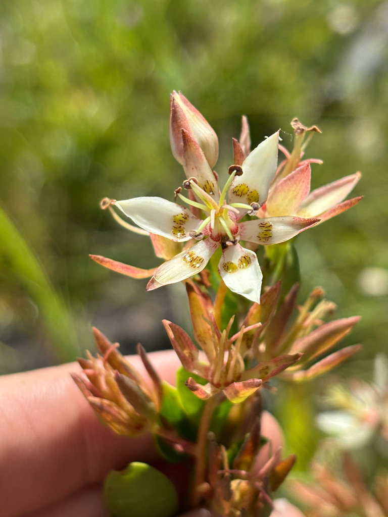Zigadenus glaberrimus