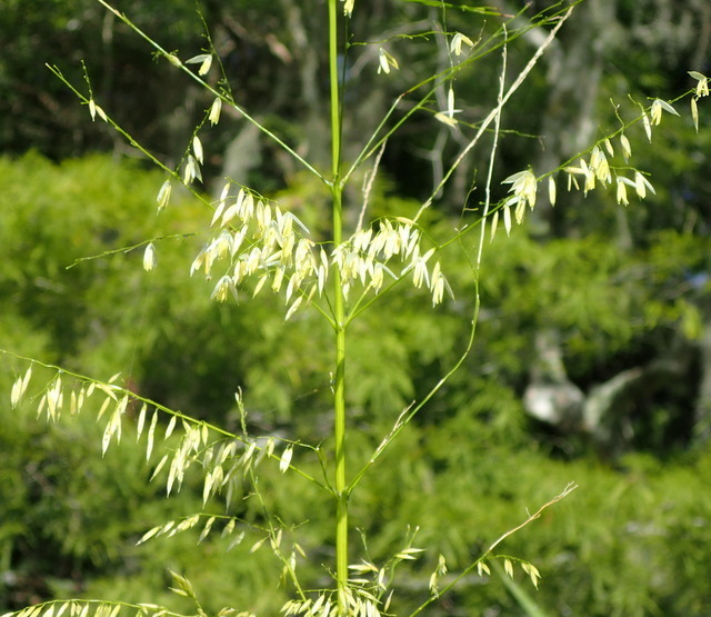Zizania aquatica