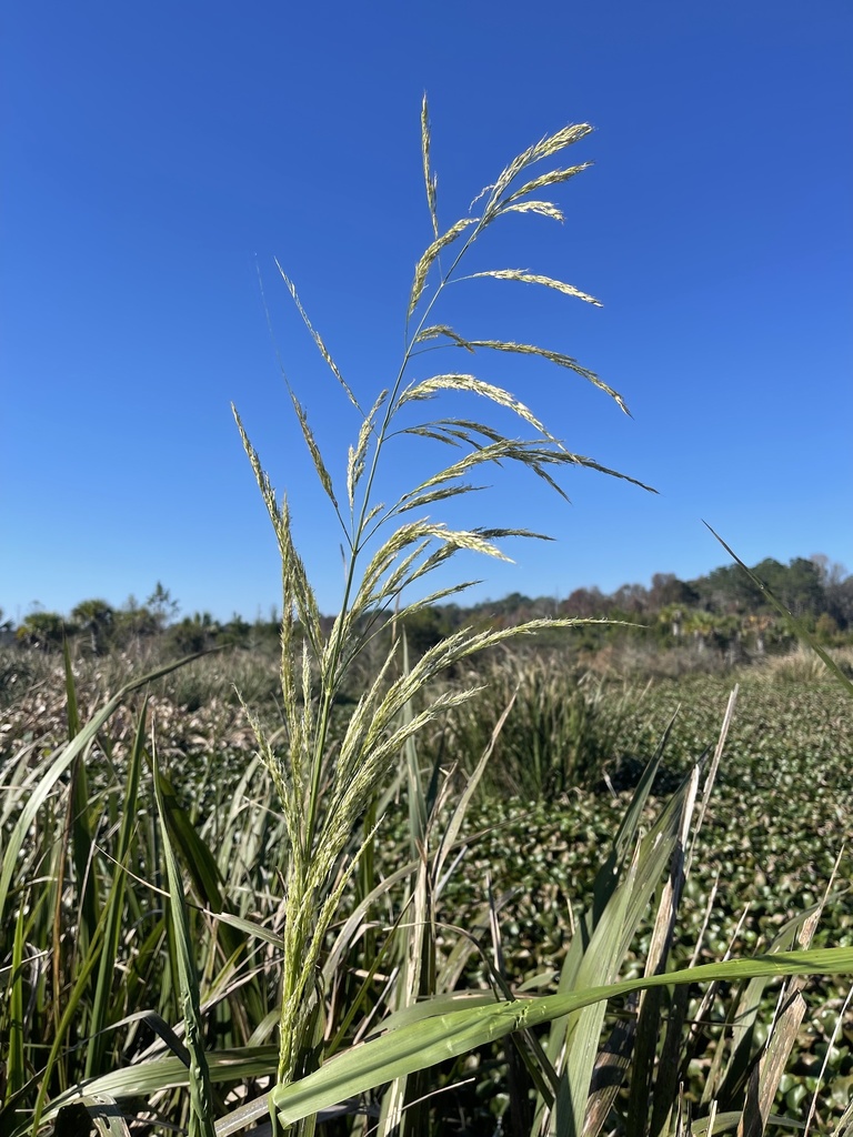 Zizaniopsis miliacea