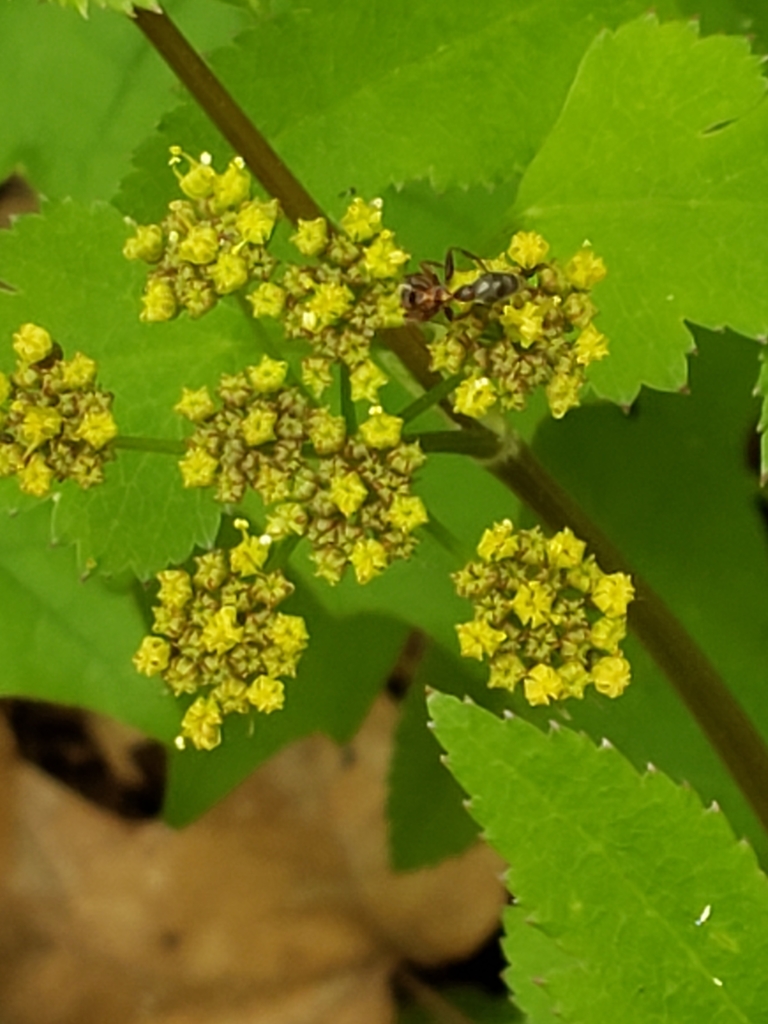 Zizia aurea