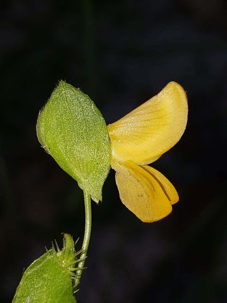 Zornia bracteata